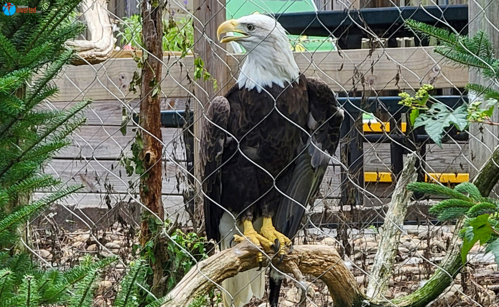 ZooAmerica - Hersheypark